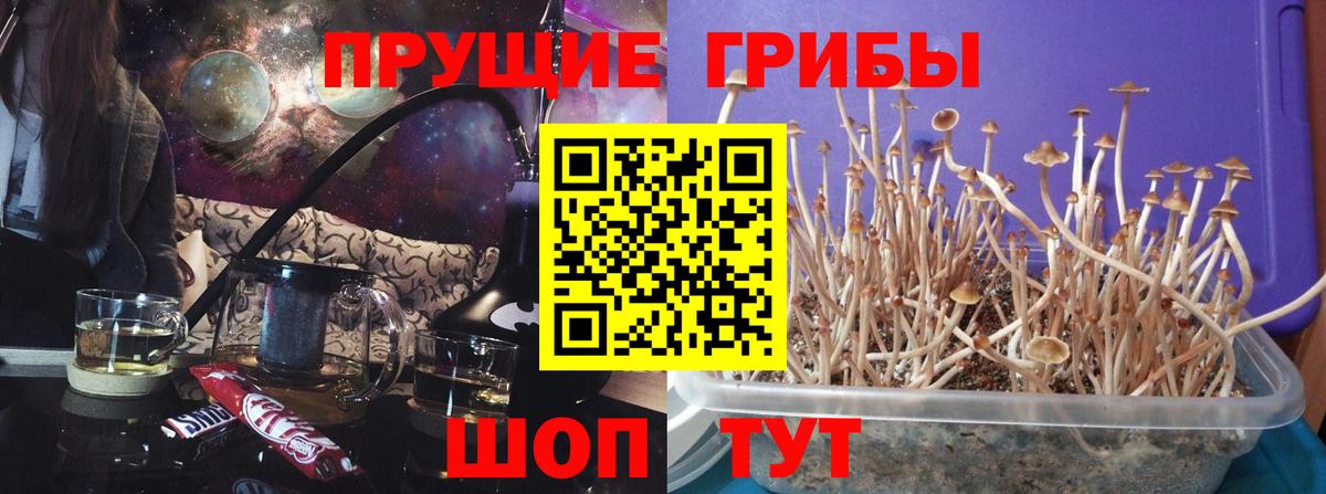 Галлюциногенные грибы GOLDEN TEACHER  Вход с VPN  Выборг 